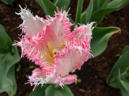 Nahaufnahme der rosa-weißen Tulpenblüte mit besonderen Fransenblättern im Garten im Frühling