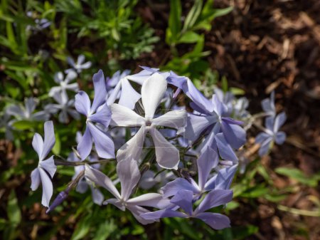 Close-up shot of the Woodland Phlox, wild blue phlox or wild sweet willia (phlox divaricata) flowering with blue, white and lavender flowers in the garden