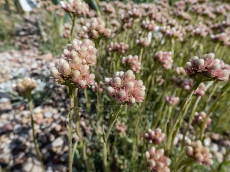 Close-up shot of the Rosy Pussytoes (Antennaria rosea) flowering with inflorescence of several pink, rosy flower heads in a cluster