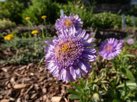 Close-up of the alpin aster or blue alpine daisy (Aster alpinus) flowering with large daisy-like flowers with blue-violet rays with yellow centers growing in the garden