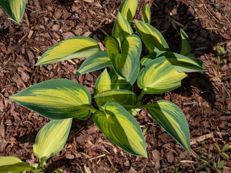 Hosta 'June' creciendo en el jardín con distintivas hojas de oro con llamativos márgenes irregulares azul-verde a finales de primavera