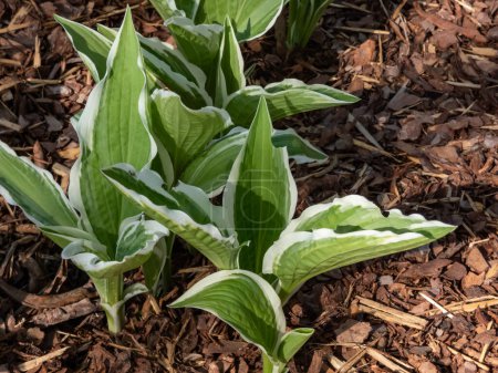 Hosta 'Ginko Craig' crece en el jardín con hojas estrechas y verdes profundas con márgenes blancos e irregulares que forman un montículo bajo y denso de follaje