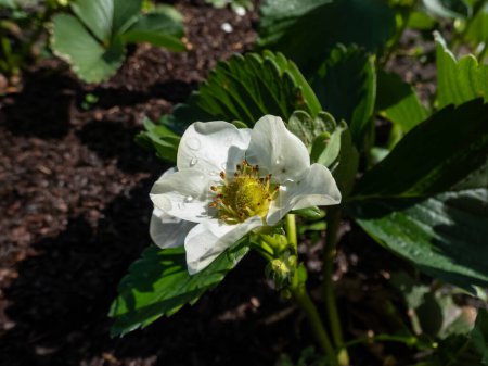 Macro of a single strawberry flower with detailed stamens arranged in a circle and surrounded by white petals on a green strawbery plant in garden