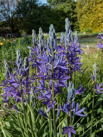 Primer plano de las Grandes camas o camas grandes (Camassia leichtlinii) que florecen con espigas de flores azules en forma de estrella con anteras amarillas a través de hojas herbáceas en un jardín en verano