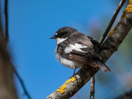 Close-up shot of the breeding male of European pied flycatcher (Ficedula hypoleuca) with black feathers above and white below and a large white wing patch sitting on a tree branch