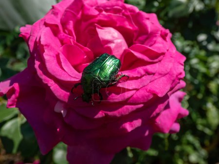 Chafer de rosa metálica o la chafer de rosa verde (Cetonia aurata) arrastrándose sobre una rosa rosa brillante florecen en el jardín en la luz del sol brillante