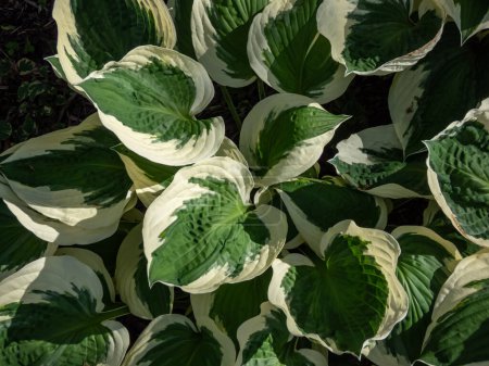 Nahaufnahme der Wegerich-Lilie (hosta) 'Patriot' mit großen, eiförmigen, dunkelgrünen Blättern mit unregelmäßigen Elfenbeinrändern, die im Garten wachsen