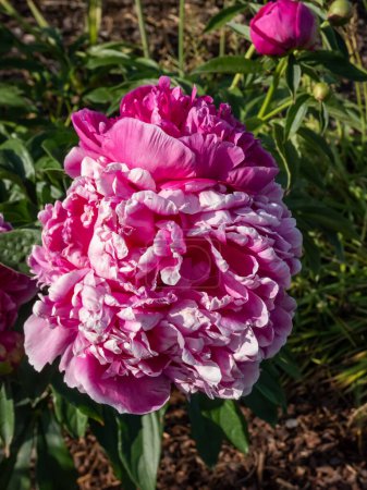 Primer plano de la Peonía (paeonia lactiflora) Floración 'General MacMahon' con flores grandes y dobles de color rojo-rosa carmesí en el jardín