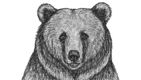 Bear head illustration, drawing, engraving, ink, line art, vector stock illustration