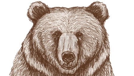 Bear head illustration, drawing, engraving, ink, line art, vector stock illustration