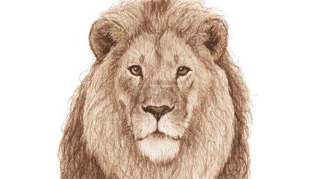 Foto de Retrato dibujado a mano león Ilustración. - Imagen libre de derechos