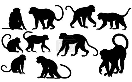 ensemble d'une silhouette de singe illustration vectorielle