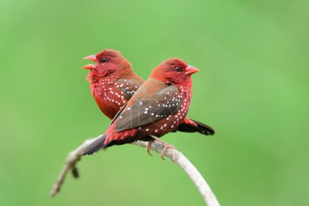 canto bola de fuego pájaro rojo mientras se posan en rama curva en la temporada de reproducción, avadavat rojo o pinzón fresa