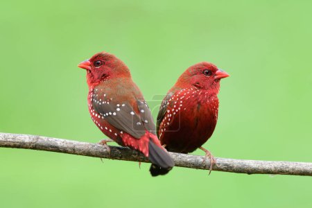 bliźniaczy ogień czerwone ptaki siedzące na drewnianej gałęzi narażają się na zielone rozmycie tła w plantacji ryżu środkowej Tajlandii, Red avadavat (truskawka Finch)
