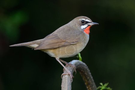 Photo for Chubby brown bird with red feather on its chin nicely perching on curve plant branch expose against dark green background, male siberian rubythroat - Royalty Free Image