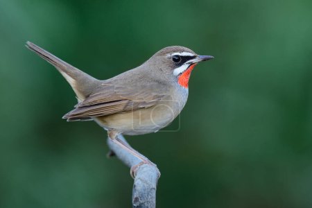 Téléchargez les photos : Pale brown bird wagging its tail high while perching on wooden branch against blur green background, male siberian rubythroat - en image libre de droit