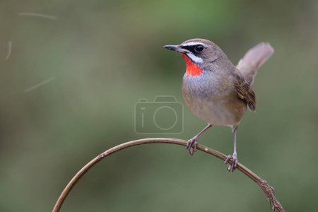 Photo for Male siberian rubythroat happily perching on thin branch looking to fast flying insect next to him, happy nature - Royalty Free Image