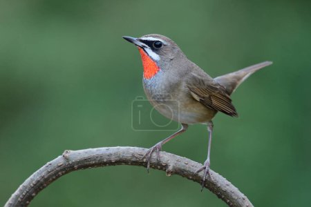 Photo for Beautiful red spot chin bird happily wagging its tail while perching on wooden branch over fine blur green background, siberian rubythroat - Royalty Free Image