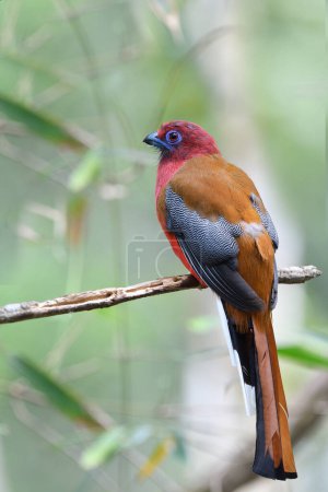 Photo for Colorful red head brown wing and spot wings bird calmly perching on old stick, red-headed trogon male - Royalty Free Image