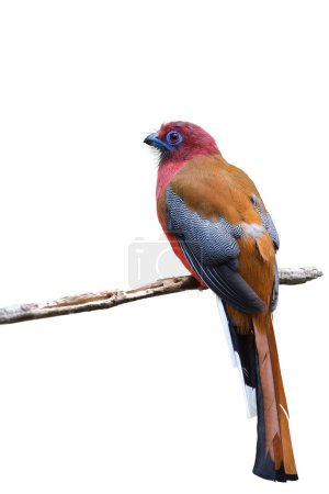 Téléchargez les photos : Trogon à tête rouge mâle bel oiseau rouge et brun isolé sur fond blanc - en image libre de droit