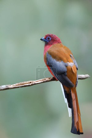 Photo for Colorful red head brown wing and spot wings bird calmly perching on old stick, red-headed trogon on clean background - Royalty Free Image