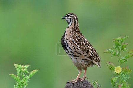 Foto de Pájaro marrón más hermoso con raya negra orgullosamente de pie en la colina de tierra entre las plantas y flores en el prado, codorniz de lluvia - Imagen libre de derechos