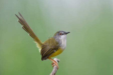 Téléchargez les photos : Bel oiseau agitant sa longue queue tout en se perchant joyeusement sur les rameaux, prinia au ventre jaune - en image libre de droit