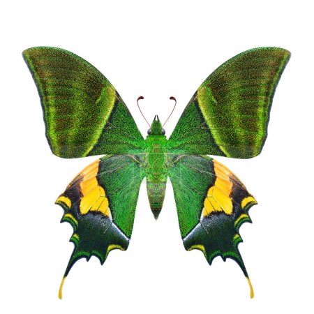 Emperador indio, Kaiser-i-hind mariposa vista posterior aislado sobre fondo blanco con muy vívidas escamas verdes forma inperfecta y mirada 