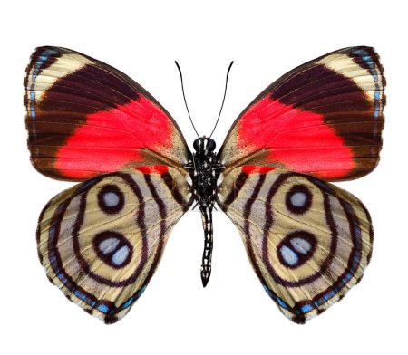 Primer plano de los histasmos calcáreos, mariposa de perú, rojo marrón y beige rayas alas aisladas sobre fondo blanco