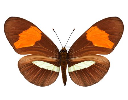 Téléchargez les photos : Heliconius melpomene rosina beau papillon fantaisie originaire d'Amérique centrale et du Sud isolé sur fond blanc - en image libre de droit