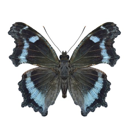 Téléchargez les photos : Canace Kaniska, papillon bleu amiral isolé sur fond blanc, belle nature - en image libre de droit