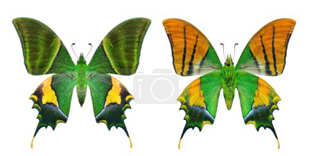 Indian emperor, Kaiser-i-hind butterfly both hindwing and forewing views isolated on white background with full vivid scales in perfect shape