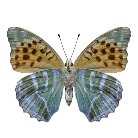 forewing view of silver-washed fritillary butterfly (Argynnis paphia) in female form isolated on white background