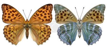 beidseitige Ansichten des silbergewaschenen Schmetterlings (Argynnis paphia) in weiblicher Form isoliert auf weißem Hintergrund