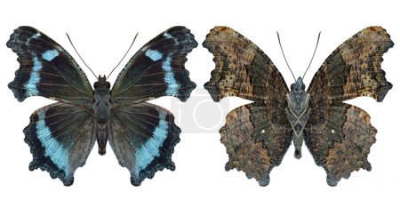 both side of blue admiral butterfly (kaniska canace) isolated on white background, wildlife collection