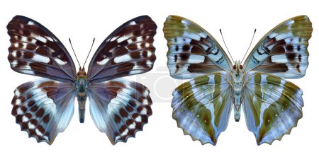 view of both sides Nymphalidae Damora Sagana butterfly isolated on white background, wildlife collection