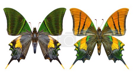Teinopalpus imperialis o Kaiser-i-hind, mariposa emperador india en formas de mediana edad con alguna escala perdida aislada sobre fondo blanco