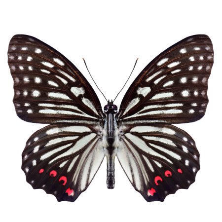Téléchargez les photos : Hestina assimilis, mâle de la jupe annulaire rouge papillon de la famille des Nymphalidae en Asie isolé sur fond blanc - en image libre de droit