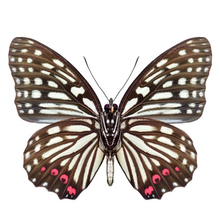 Téléchargez les photos : Hestina assimilis ; jupe annulaire rouge vue de l'aile antérieure du papillon isolée sur fond blanc, insecte volant - en image libre de droit