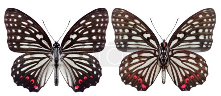 Téléchargez les photos : Jupe anneau rouge papillon à la fois aile postérieure et aile antérieure vues isolées sur fond blanc, Hestina assimilis - en image libre de droit