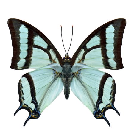nymphalidae