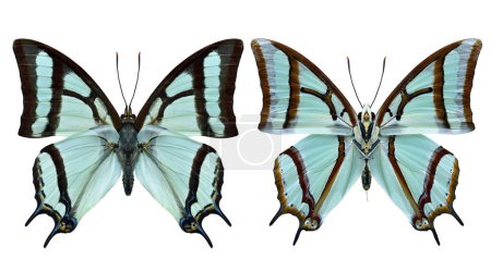 colección de ambas alas traseras y vista previa de la mariposa china nawab, Polyura narcaeus aislado sobre fondo blanco