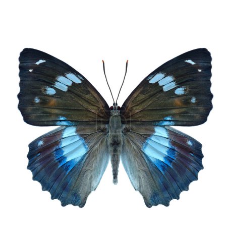 Insektensammlung, Mimathyma schrenckii Hinteransicht, schönster Schmetterling isoliert auf weißem Hintergrund