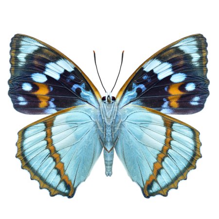 Insektensammlung, Mimathyma schrenckii Vorderflügelblick, schöner Schmetterling isoliert auf weißem Hintergrund
