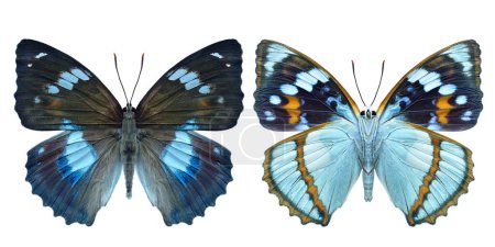 Mimathyma schrenckii sowohl Vorder- als auch Hinterflügel Ansicht, schöne Schmetterlingssammlung isoliert auf weißem Hintergrund