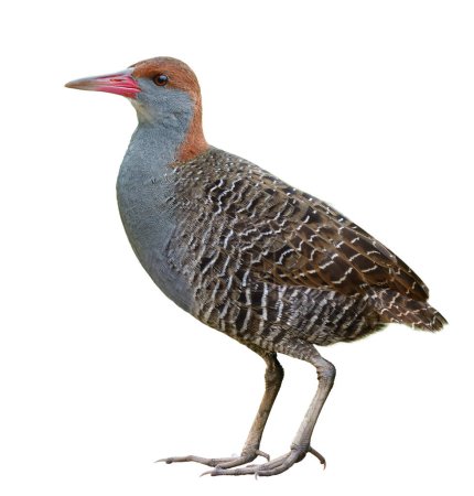 most rare beautiful bird of Thailand, slaty-breasted rail, isolated on white background