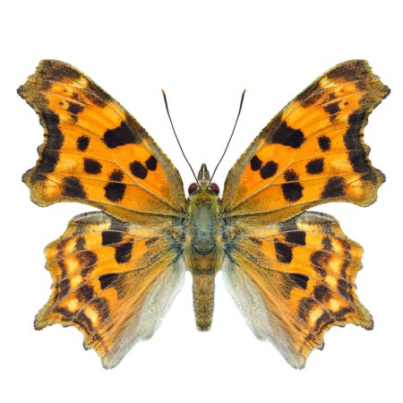 Flügelblick der Nymphalidae polygonia, schöne Ornamentik mit schwarzem Fleck Schmetterling isoliert auf weißem Hintergrund