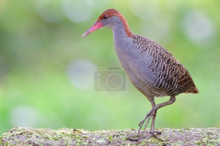 Rare residential grey bird of thailand, slaty-breasted rail walking on green ground spot nicely pose over fine blur green background