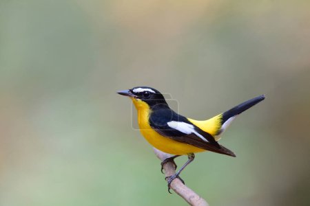 schöner schwarz-weißer und gelber Vogel, der fröhlich mit dem Schwanz wedelt, gelbrumpeliger oder koreanischer Fliegenschnäpper (ficedula zanthopygia))