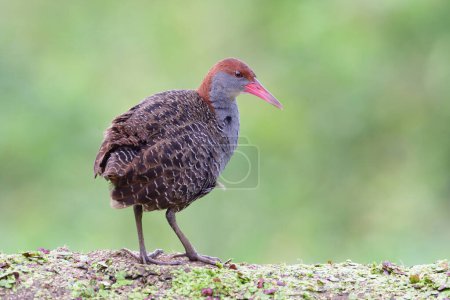 Photo for Slaty-breasted rail make puffly look when  lonely perching on dirt stage, lovely wader bird - Royalty Free Image